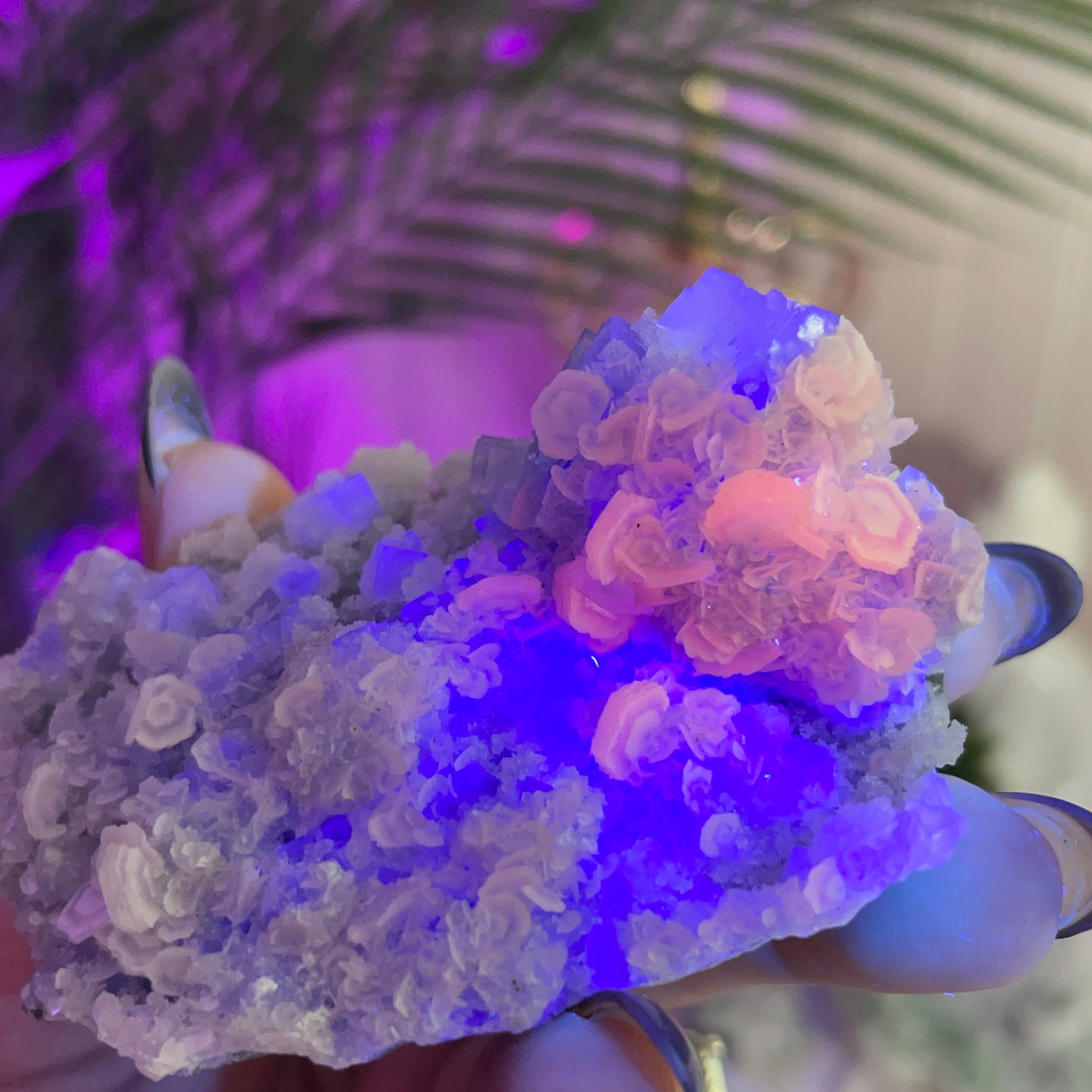 UV Reactive Fujian Fluorite w/ Coin Calcite