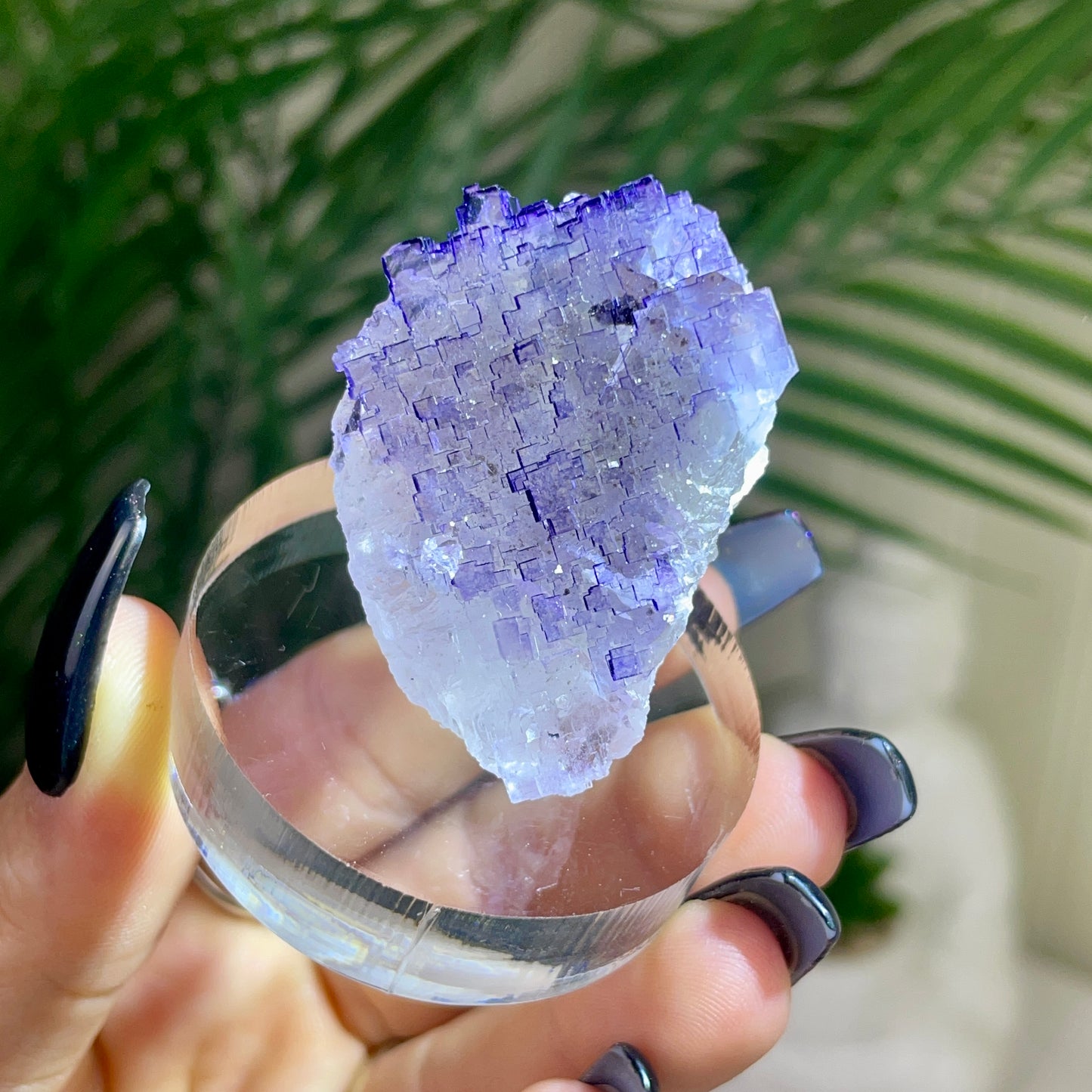 UV Reactive Muzquiz Fluorite w/ Celestite