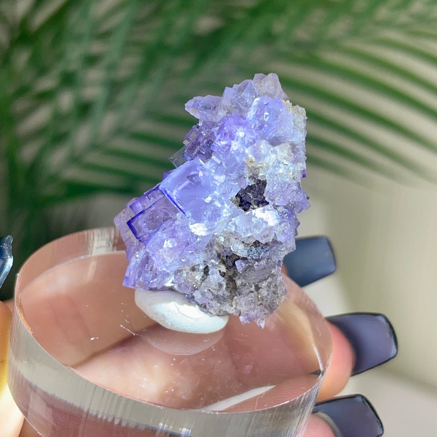 UV Reactive Muzquiz Fluorite w/ Celestite