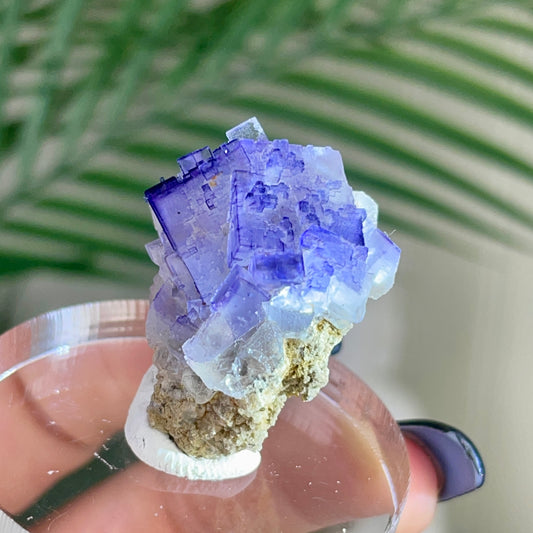 UV Reactive Muzquiz Fluorite w/ Celestite