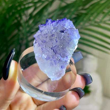 UV Reactive Muzquiz Fluorite w/ Celestite