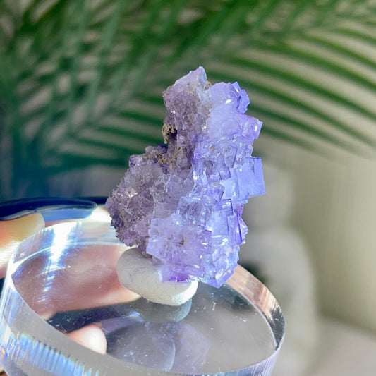 UV Reactive Muzquiz Fluorite w/ Celestite