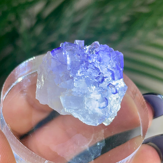 UV Reactive Muzquiz Fluorite w/ Celestite