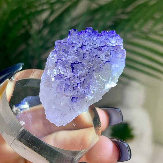 UV Reactive Muzquiz Fluorite w/ Celestite