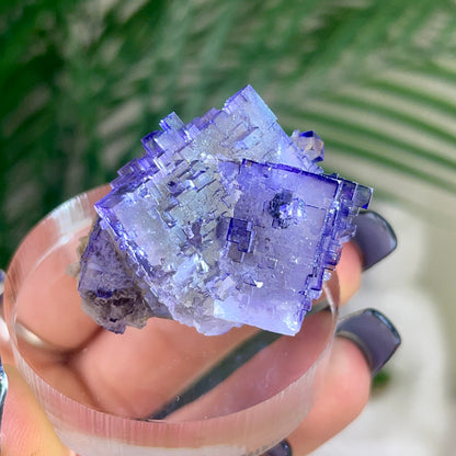 Muzquiz Fluorite